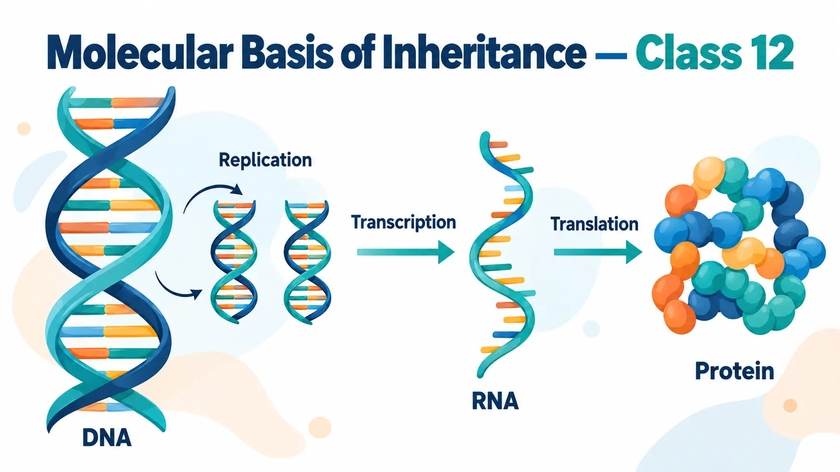 Molecular basis of inheritance Class 12 notes: DNA double helix with replication, transcription and translation
